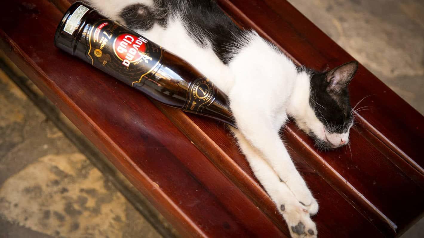Cat drunk from rum in havana