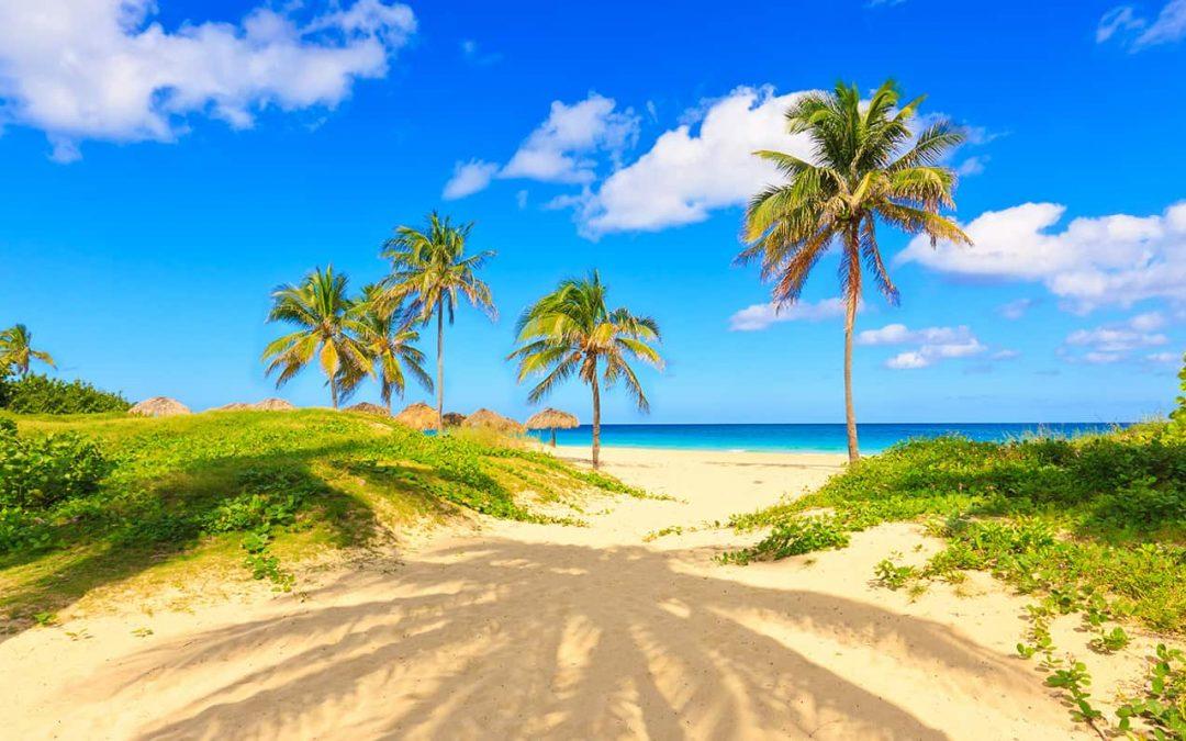Varadero beach palm trees 1