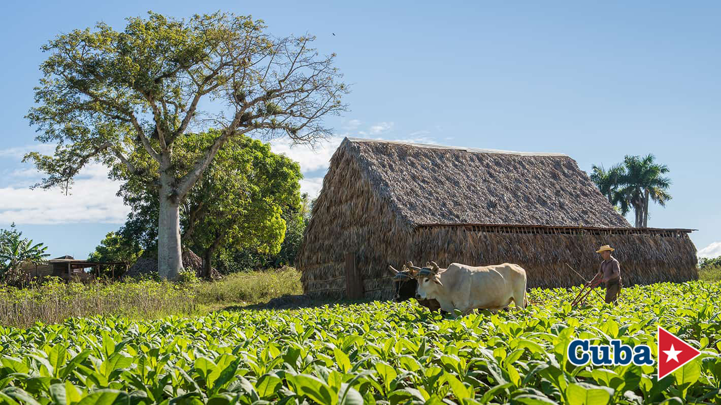 Bohio σε φυτεία καπνού την κοιλάδα Βινιάλες στην Κούβα